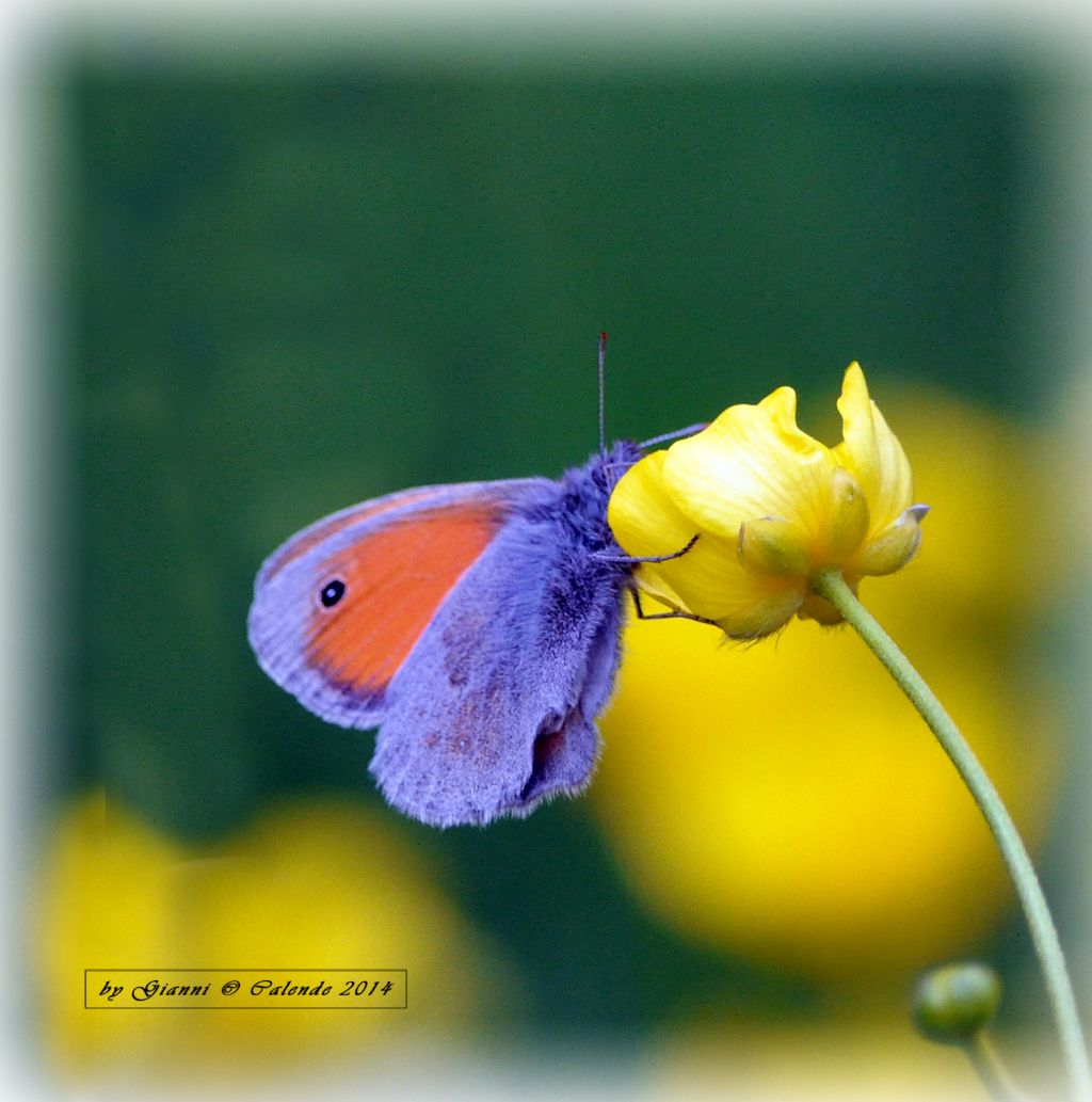 Una conferma forse Coenonympha pamphilus?